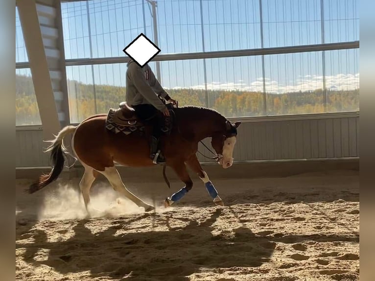 American Quarter Horse Mare 12 years 14.1 hh Brown in Tavelsjö