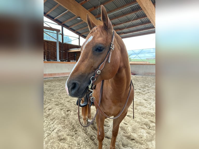 American Quarter Horse Mare 12 years 14.2 hh Chestnut-Red in Nidderau