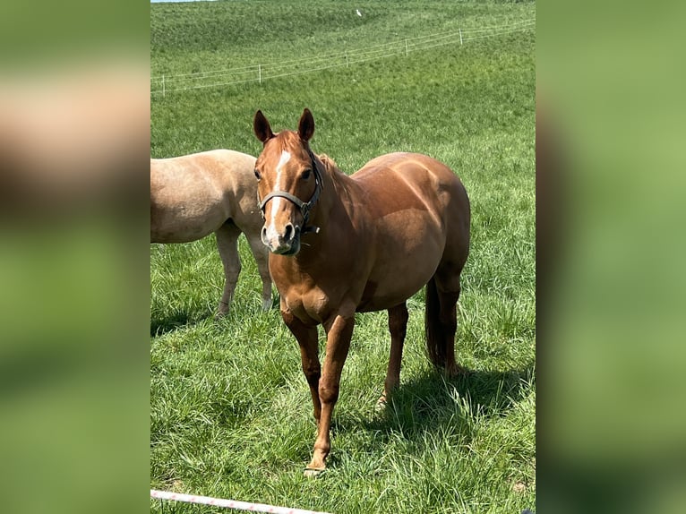 American Quarter Horse Mare 12 years 14.2 hh Chestnut-Red in Nidderau