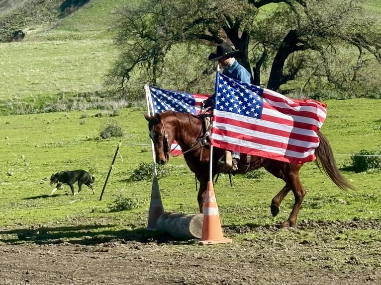 American Quarter Horse Mare 12 years 14.2 hh Chestnut in Paicines CA