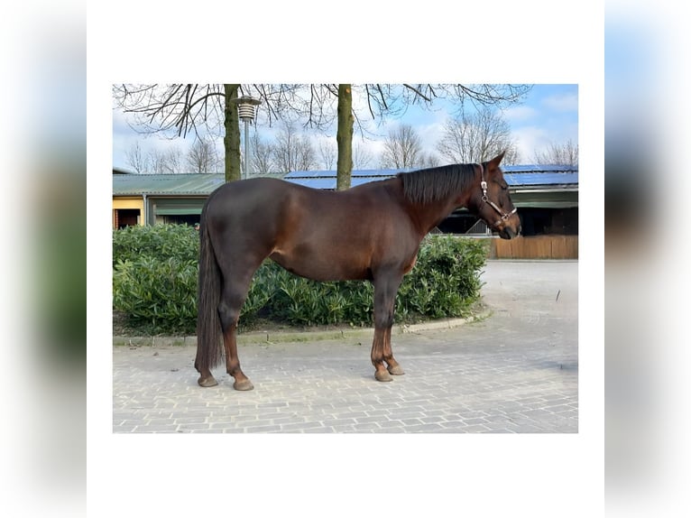 American Quarter Horse Mare 12 years 14,2 hh Chestnut in Marl