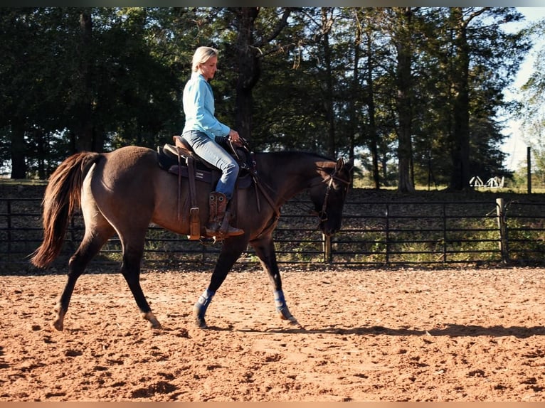 4yo mare Murka's Gem ( Gem Twist ) x Cordalme Z 2016 16.h mare