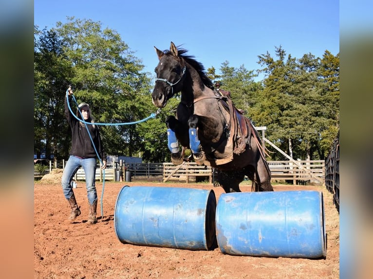 4yo mare Murka's Gem ( Gem Twist ) x Cordalme Z 2016 16.h mare