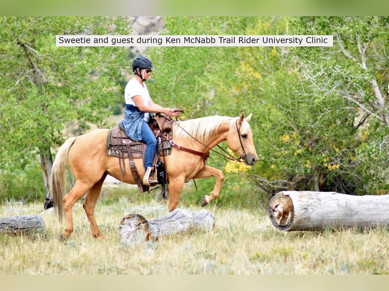 American Quarter Horse Mare 12 years 14,2 hh Palomino in Lovell