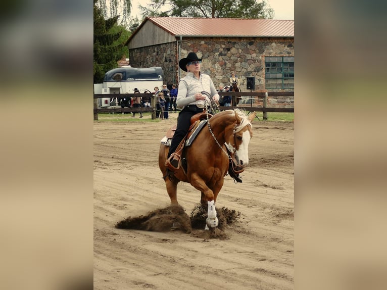 American Quarter Horse Mare 12 years 14,2 hh Palomino in Etgersleben