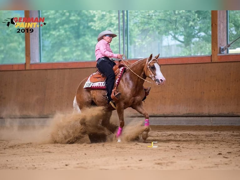 American Quarter Horse Mare 12 years 14,2 hh Palomino in Etgersleben