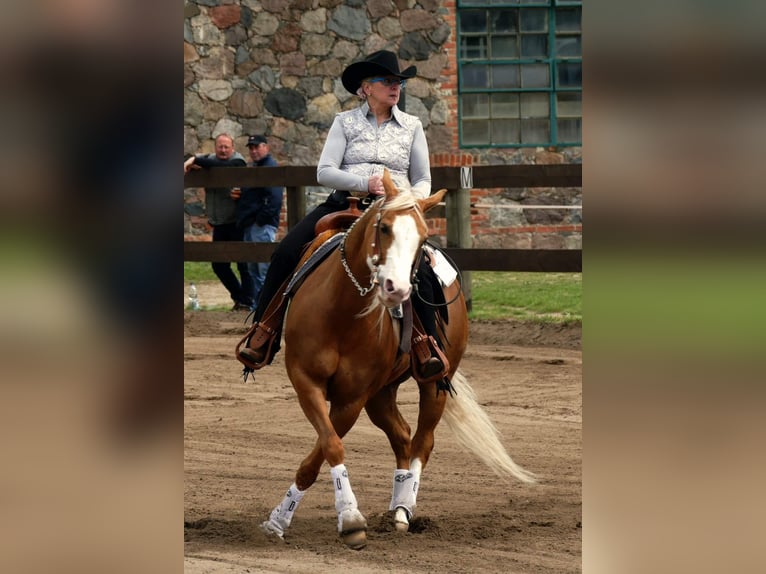 American Quarter Horse Mare 12 years 14,2 hh Palomino in Etgersleben