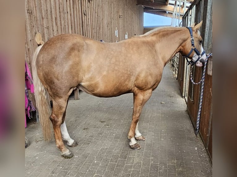 American Quarter Horse Mare 12 years 14,2 hh Palomino in Etgersleben