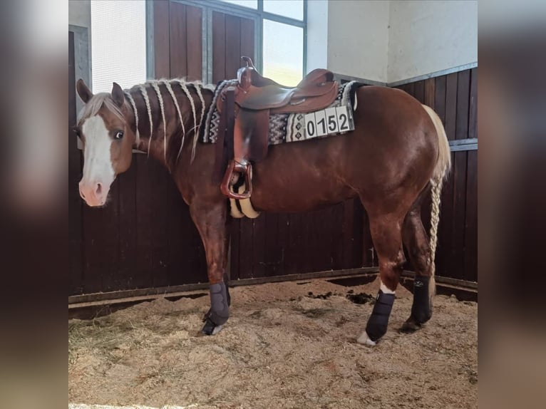 American Quarter Horse Mare 12 years 14,2 hh Palomino in Etgersleben