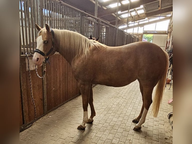 American Quarter Horse Mare 12 years 14,2 hh Palomino in Etgersleben