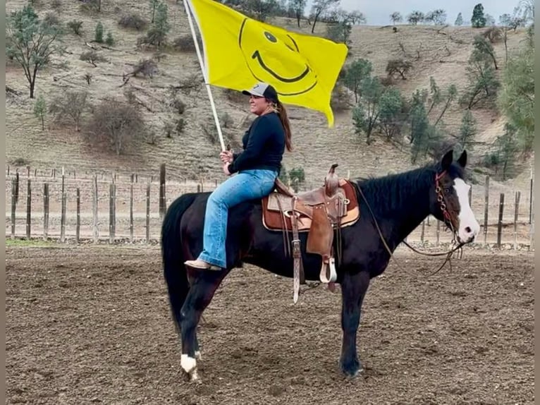 American Quarter Horse Mare 12 years 14,3 hh Black in Bitterwater CA