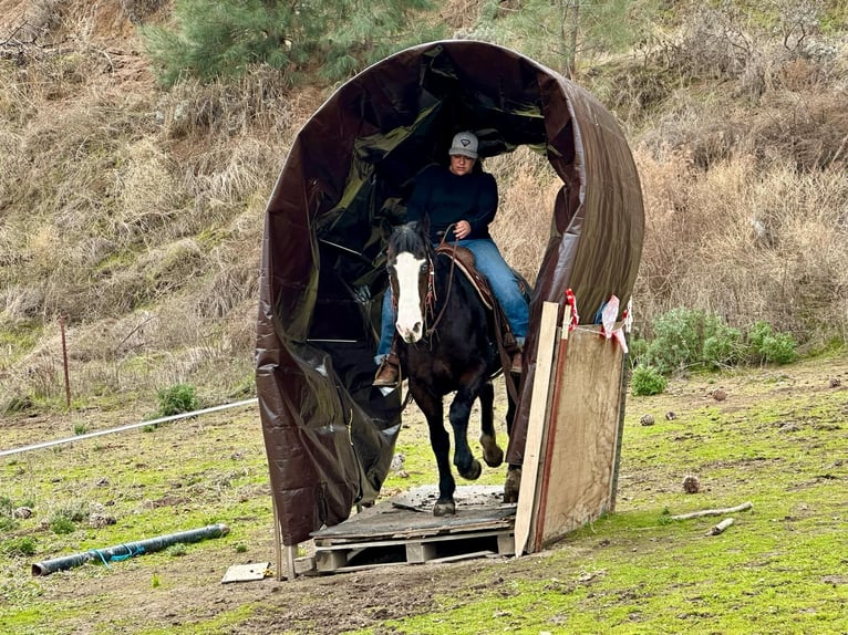 American Quarter Horse Mare 12 years 14,3 hh Black in Bitterwater CA