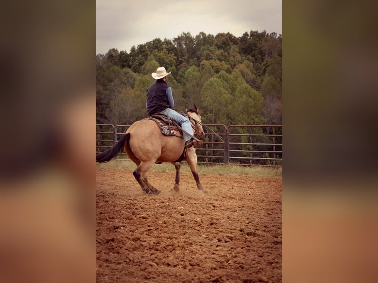 American Quarter Horse Mare 12 years 14,3 hh Buckskin in Mt Hope AL