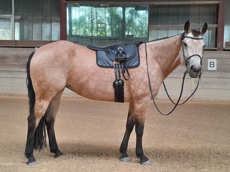 American Quarter Horse Mare 12 years 14.3 hh Buckskin in Langenhagen