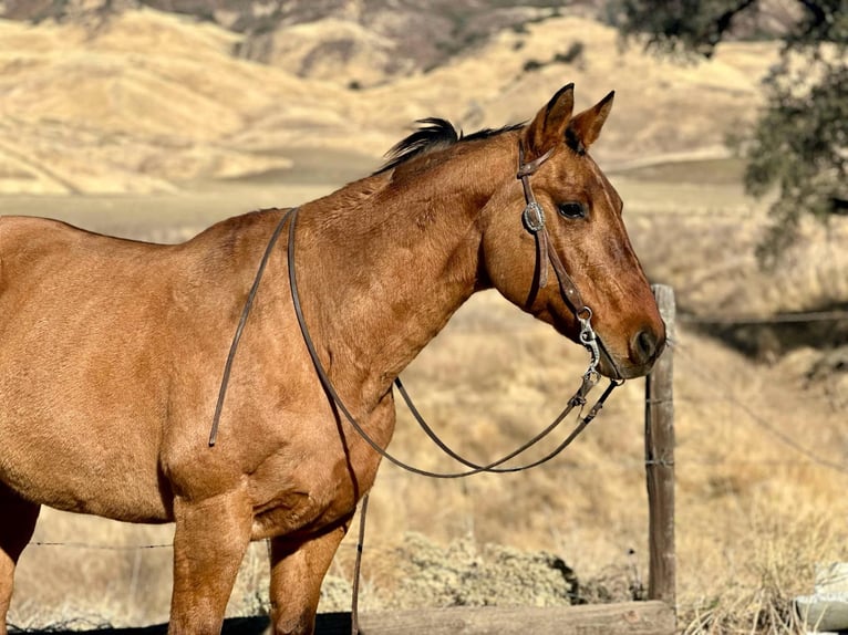 American Quarter Horse Mare 12 years 14,3 hh Dun in Bitterwater CA