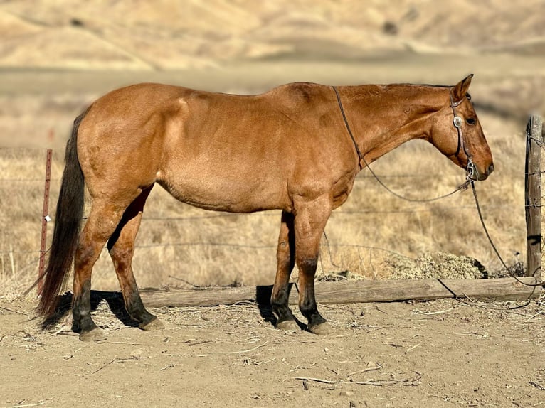 American Quarter Horse Mare 12 years 14,3 hh Dun in Bitterwater CA