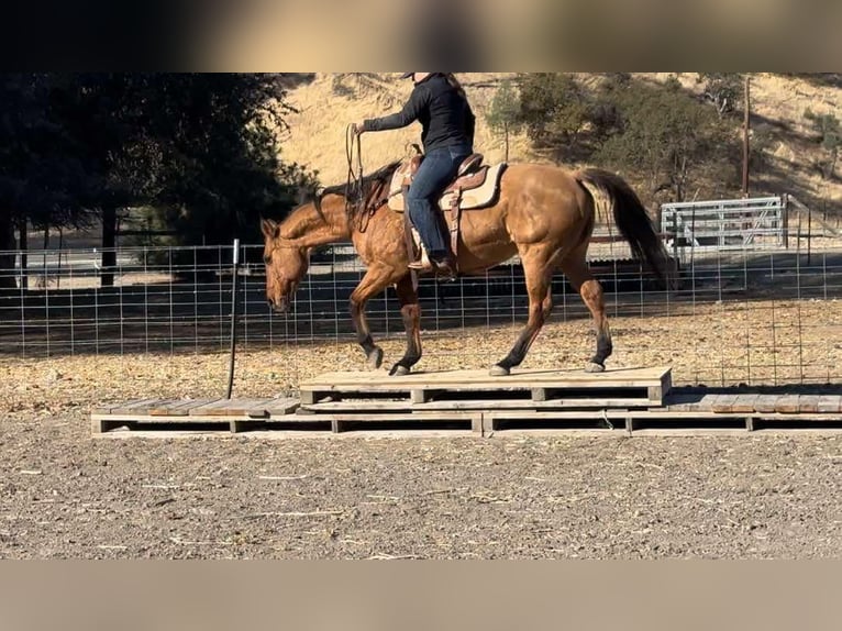 American Quarter Horse Mare 12 years 14,3 hh Dun in Bitterwater CA