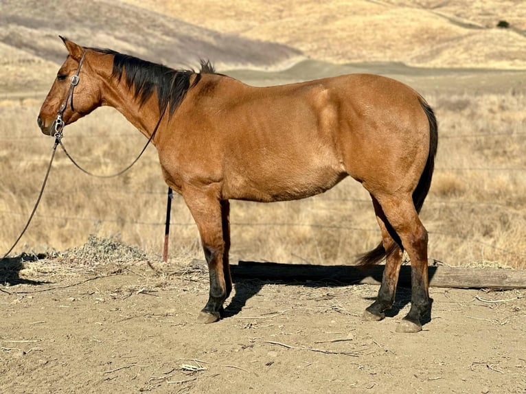 American Quarter Horse Mare 12 years 14,3 hh Dun in Bitterwater CA