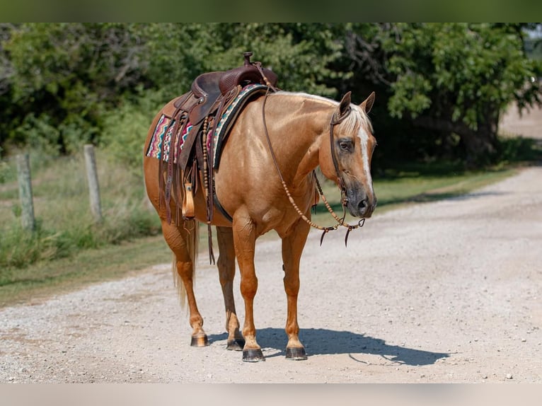 American Quarter Horse Mare 12 years 14,3 hh Palomino in Argyle, TX