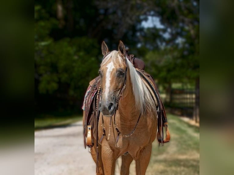 American Quarter Horse Mare 12 years 14,3 hh Palomino in Argyle, TX