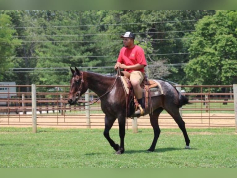 American Quarter Horse Mare 12 years 14,3 hh Roan-Bay in Rineyville KY