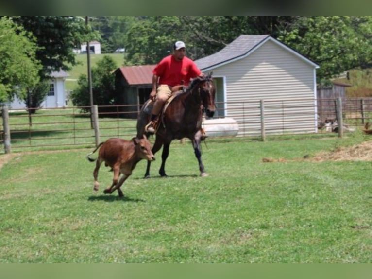 American Quarter Horse Mare 12 years 14,3 hh Roan-Bay in Rineyville KY