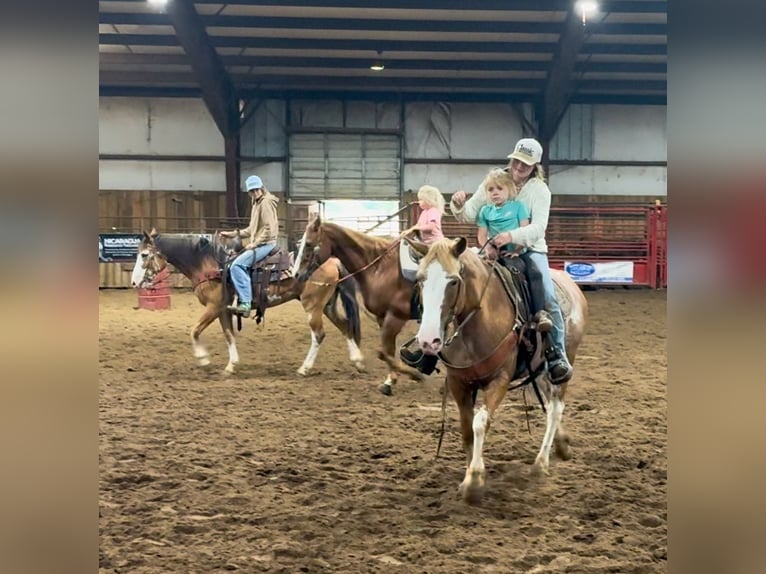 American Quarter Horse Mix Mare 12 years 14,3 hh Sabino in Owensville