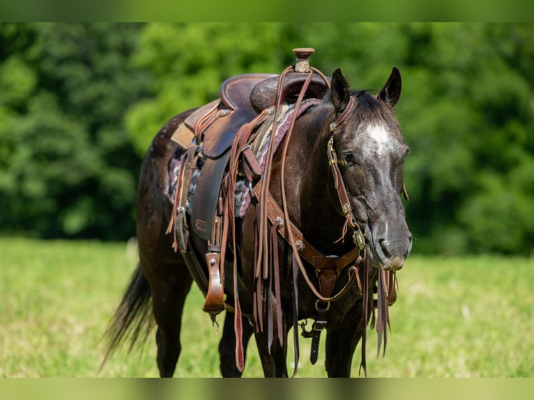 American Quarter Horse Mare 12 years 14 hh Black in EWING, KY