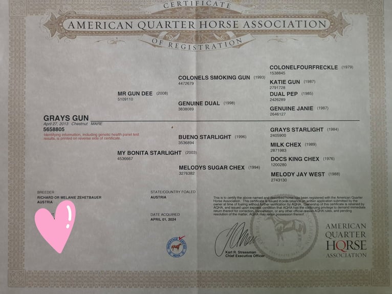 American Quarter Horse Mare 12 years 14 hh Chestnut in Harpstedt