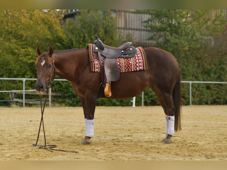 American Quarter Horse Mare 12 years 14,1 hh Chestnut in Geilenkirchen