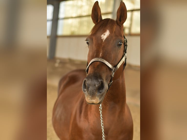 American Quarter Horse Mare 12 years 14,1 hh Chestnut in Geilenkirchen