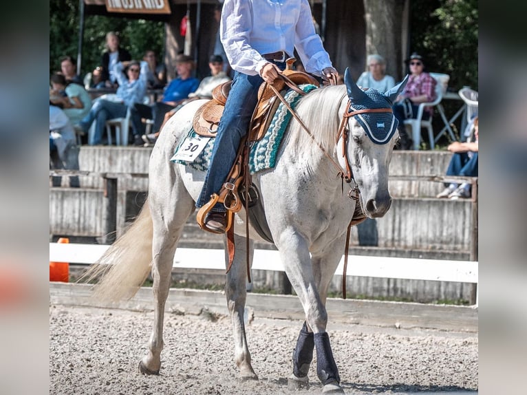 American Quarter Horse Mare 12 years 14,1 hh Grey-Fleabitten in Illingen