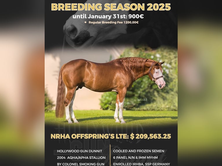 American Quarter Horse Mare 12 years 14,1 hh Palomino in Lindlar