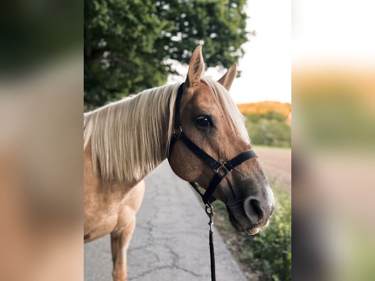 American Quarter Horse Mare 12 years 14,1 hh Palomino in Lindlar