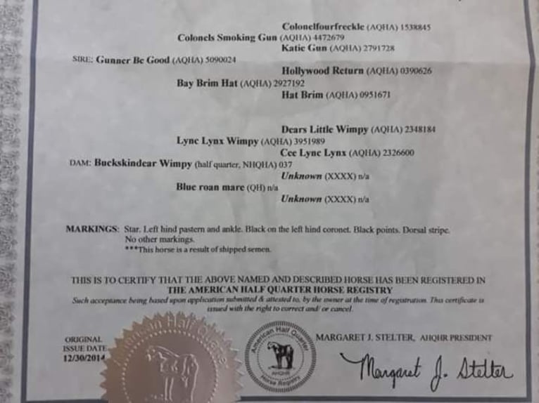 American Quarter Horse Mare 12 years 14,2 hh Buckskin in Steinfeld