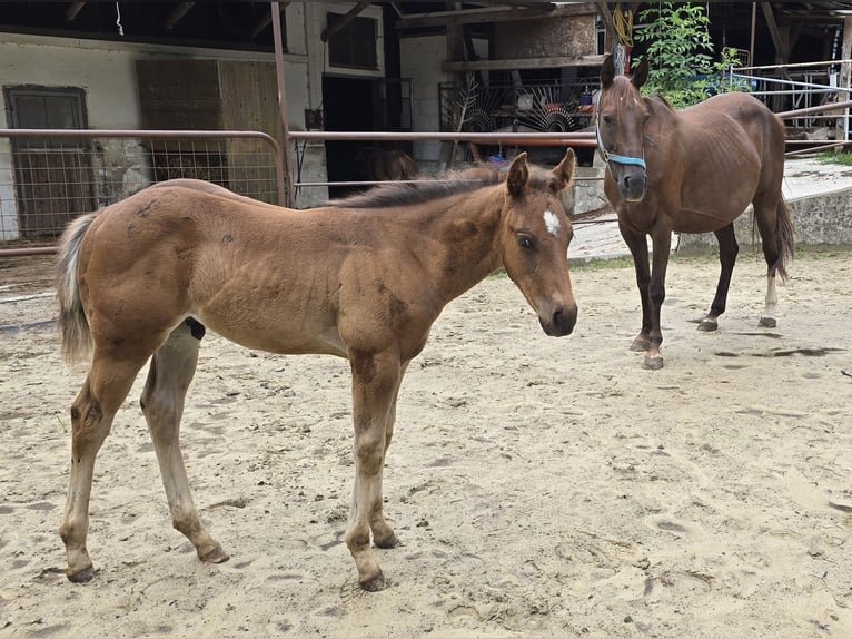 American Quarter Horse Mare 12 years 14,2 hh Chestnut in Ternberg