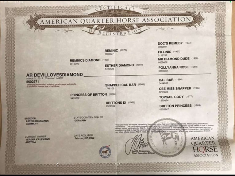 American Quarter Horse Mare 12 years 14,2 hh Chestnut in Ternberg