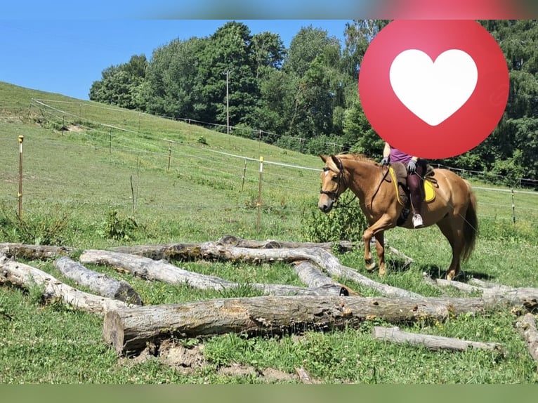 American Quarter Horse Mix Mare 12 years 14,2 hh Chestnut-Red in Linz