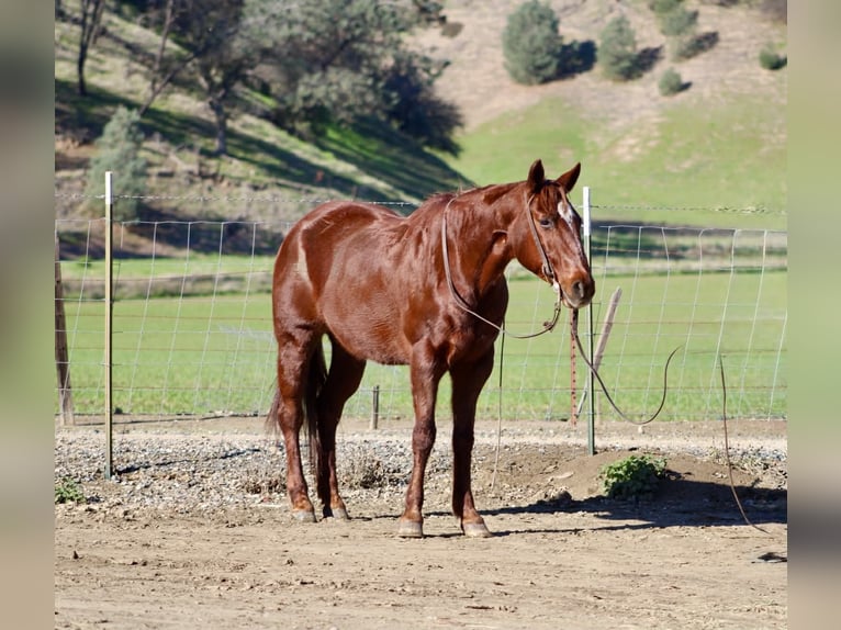 American Quarter Horse Mare 12 years 14,2 hh Chestnut in Paicines CA