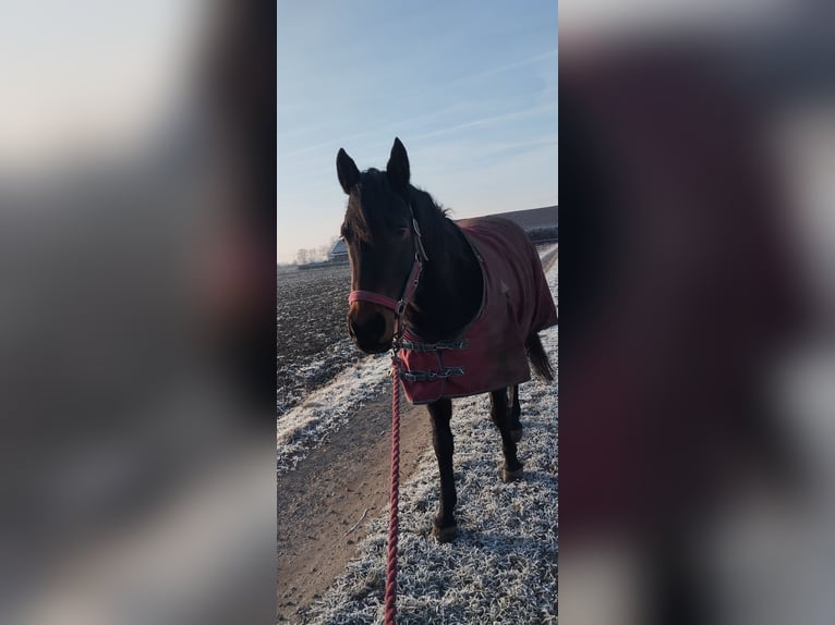 American Quarter Horse Mare 12 years 14,2 hh Dun in Kevelaer