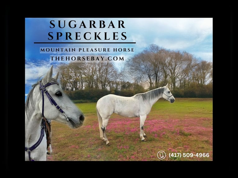 American Quarter Horse Mare 12 years 14,2 hh Grey in Aurora, CO