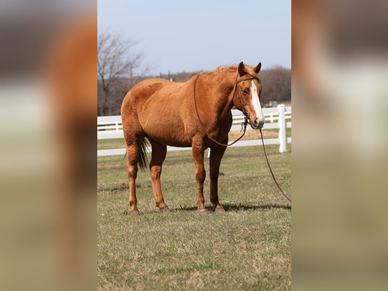 American Quarter Horse Mare 12 years 14,2 hh Palomino in Mckinney