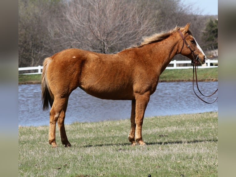 American Quarter Horse Mare 12 years 14,2 hh Palomino in Mckinney