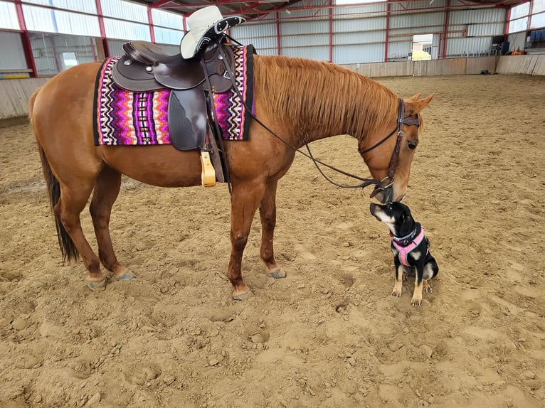 American Quarter Horse Mare 12 years 14,2 hh Red Dun in Straelen