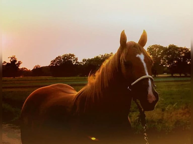 American Quarter Horse Mare 12 years 14,2 hh Red Dun in Straelen
