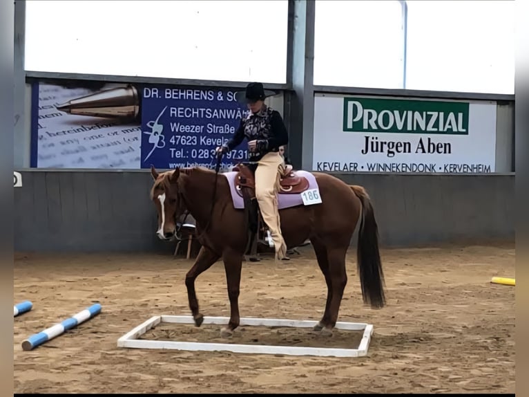 American Quarter Horse Mare 12 years 14,2 hh Red Dun in Straelen