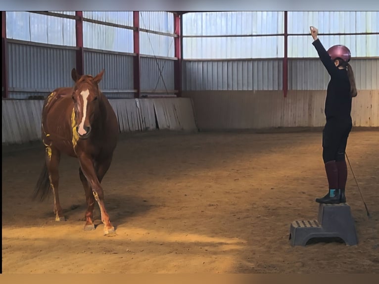 American Quarter Horse Mare 12 years 14,2 hh Red Dun in Straelen