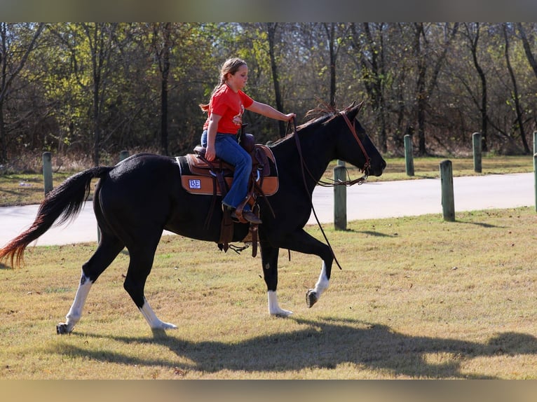 American Quarter Horse Mare 12 years 14,3 hh Black in Forney