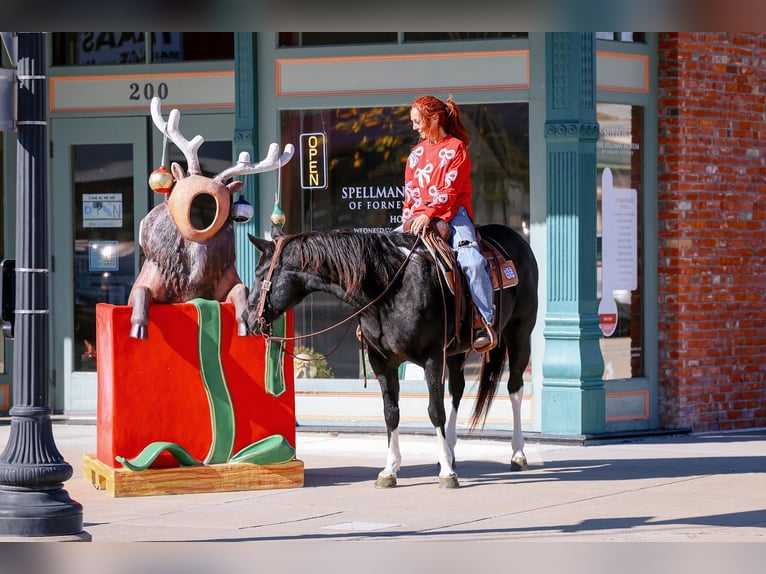 American Quarter Horse Mare 12 years 14,3 hh Black in Forney