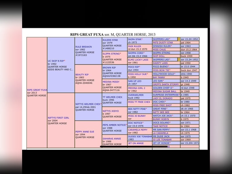 American Quarter Horse Mare 12 years 14,3 hh Chestnut in Daleiden